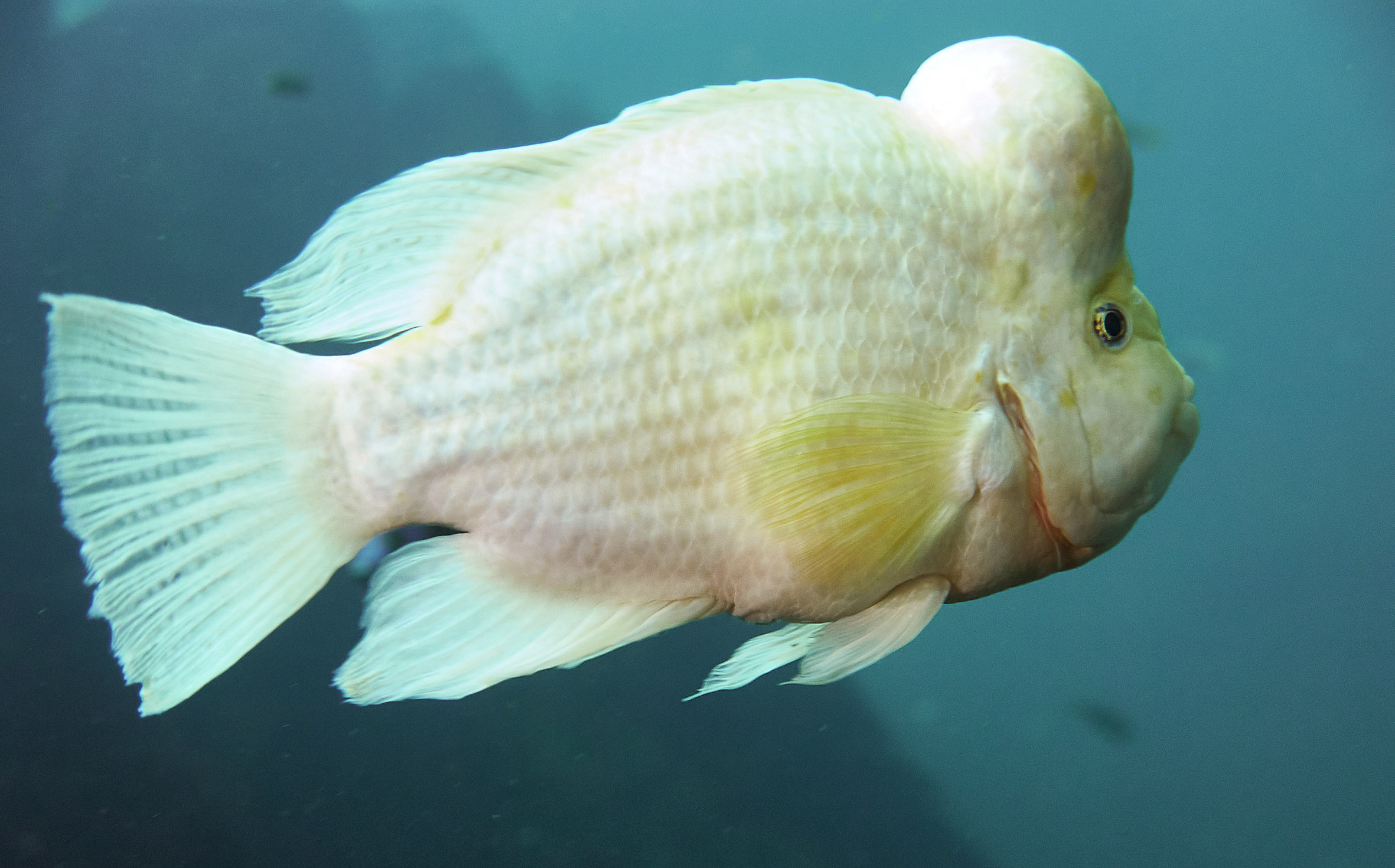 Todi-049